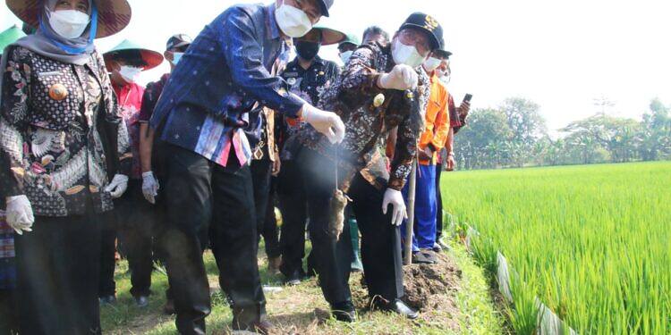 Produktivitas Tanaman Tembakau Lamongan Meningkat