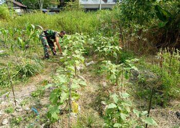 Mendukung Ketahanan Pangan Saat Pandemi Personel Denzibang1/Stg, Manfaatkan Lahan Tidur