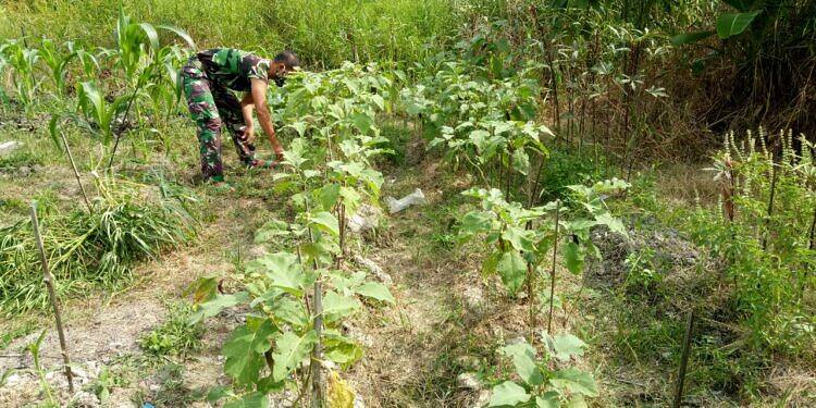 Mendukung Ketahanan Pangan Saat Pandemi Personel Denzibang1/Stg, Manfaatkan Lahan Tidur
