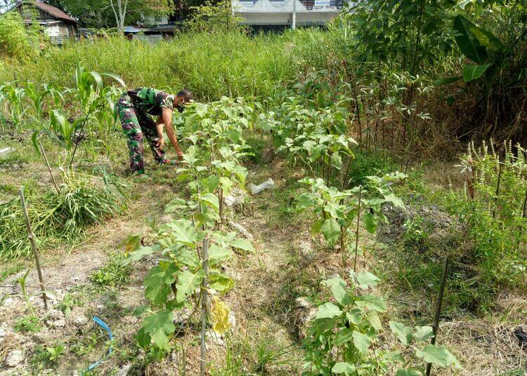 Mendukung Ketahanan Pangan Saat Pandemi Personel Denzibang1/Stg, Manfaatkan Lahan Tidur