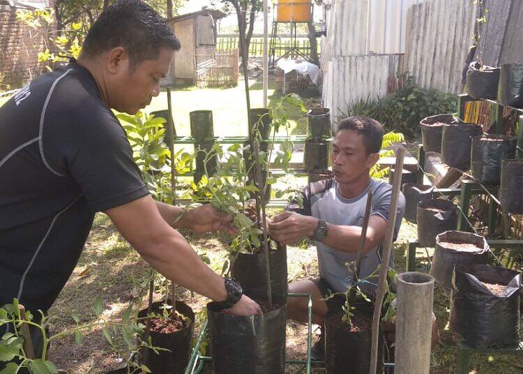 Anggota Makodim 0812 Lamongan, Kembangkan Tanaman Hidroponik