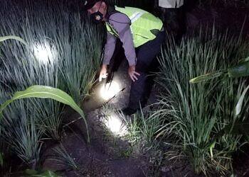 Petani Tewas Tersengat Listrik dari Jebakan Tikus