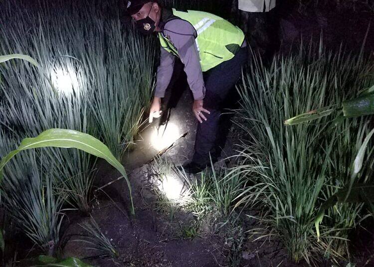 Petani Tewas Tersengat Listrik dari Jebakan Tikus