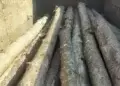 Warga Ngimbang Lamongan Ditangkap Terkait Aktivitas Pembalakan Liar (Illegal Logging)     