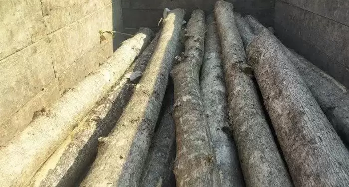 Warga Ngimbang Lamongan Ditangkap Terkait Aktivitas Pembalakan Liar (Illegal Logging)     
