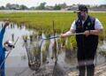 Bupati Kediri Dhito Pramono Panen Ikan dengan Sistem Mina Padi
