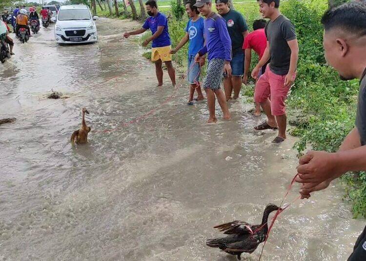 Angon Bebek di Jalan, Inilah Bentuk Protes Pemuda Lamongan atas Banjir Tahunan