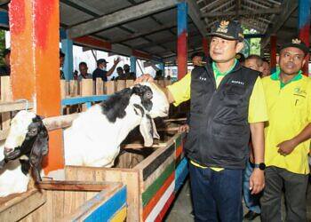 Desa Berdaya, Plosowahyu Bikin Wisata Edukasi Peternakan Kambing Perah