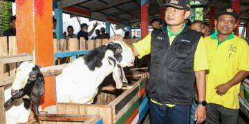 Desa Berdaya, Plosowahyu Bikin Wisata Edukasi Peternakan Kambing Perah