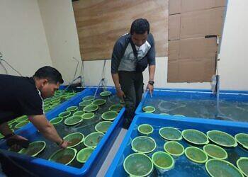 Ditpolair Baharkam Polri Gagalkan Penyelundupan 350 Ribu Baby Lobster yang Berpotensi Rugikan Negara Rp87.5 Miliar Rupiah