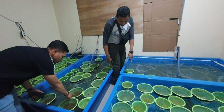 Ditpolair Baharkam Polri Gagalkan Penyelundupan 350 Ribu Baby Lobster yang Berpotensi Rugikan Negara Rp87.5 Miliar Rupiah