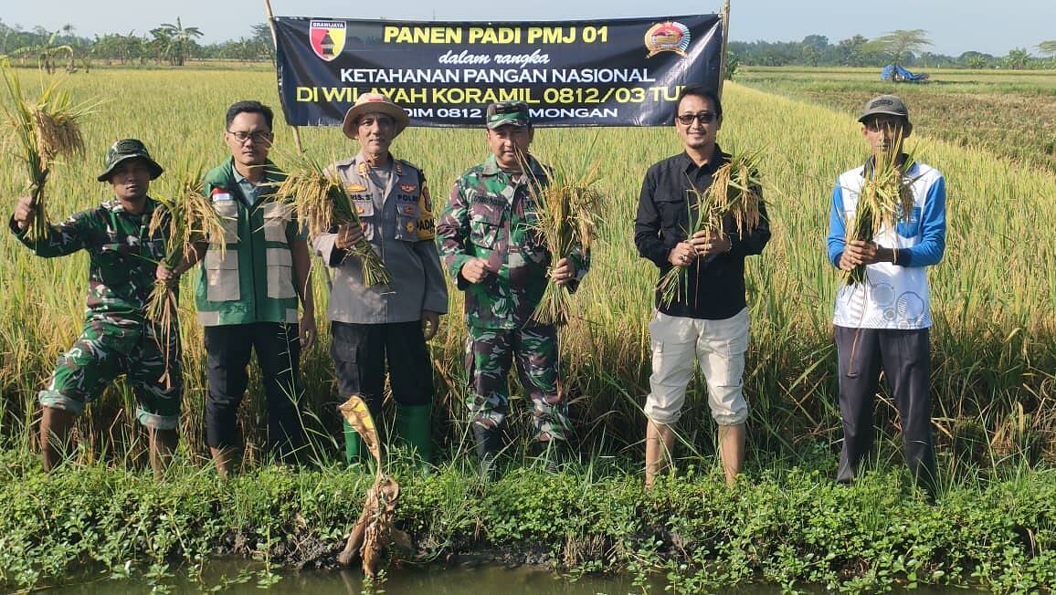 Koramil 0812/03 Turi Gelar Panen Raya Padi PMJ 01, Wujud Nyata Ketahanan Pangan