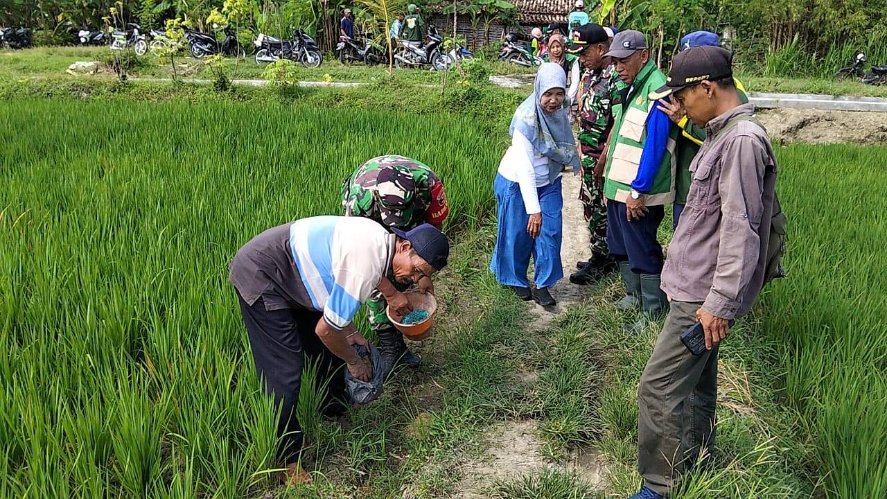 Cegah Gagal Panen, Koramil 0812/13 Sugio dan Petani Kompak Gelar Gerdal Hama Tikus
