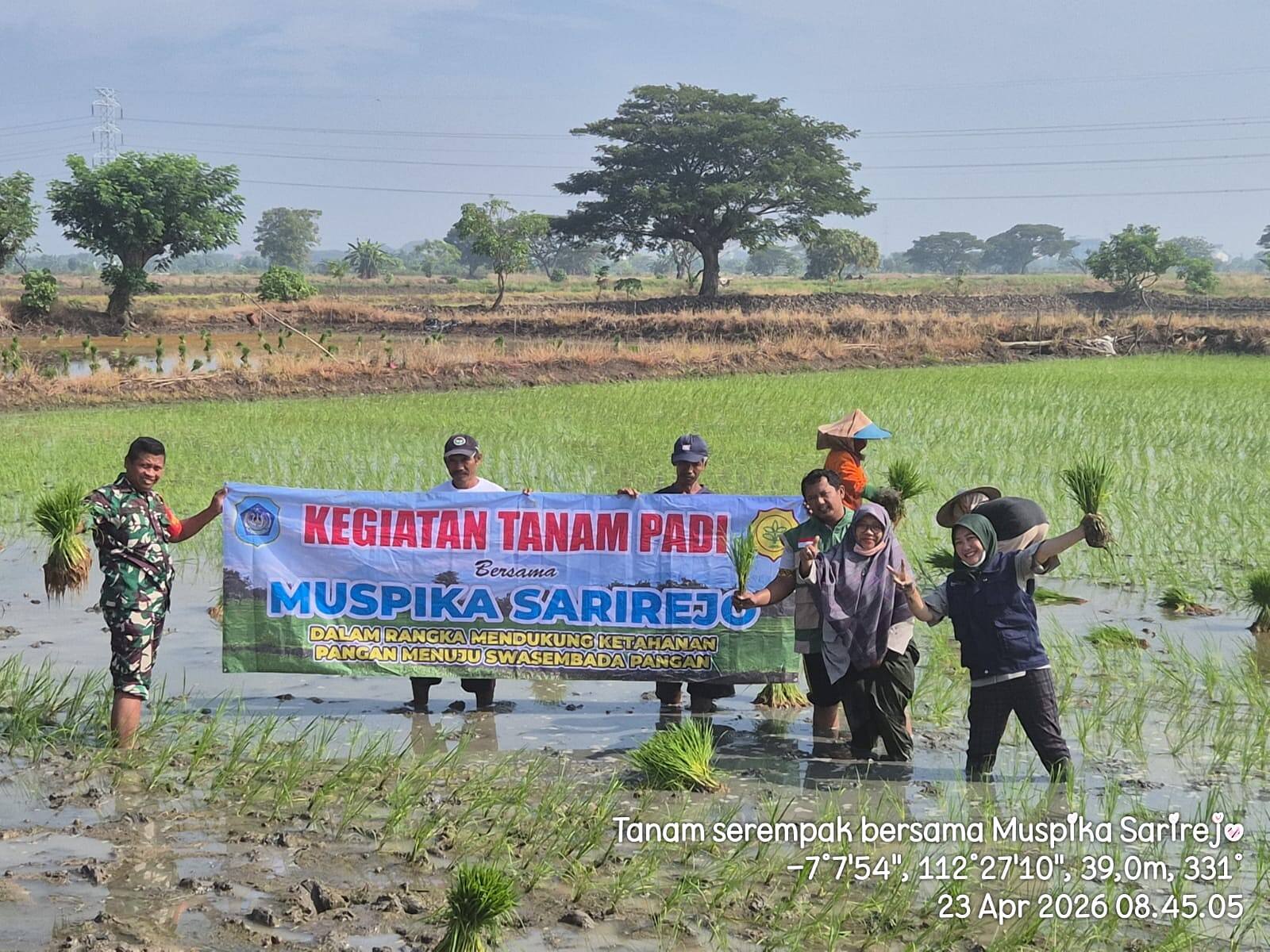 Perkuat Ketahanan Pangan Desa, Babinsa Koramil 0812/25 Kawal Tanam Padi Inpari