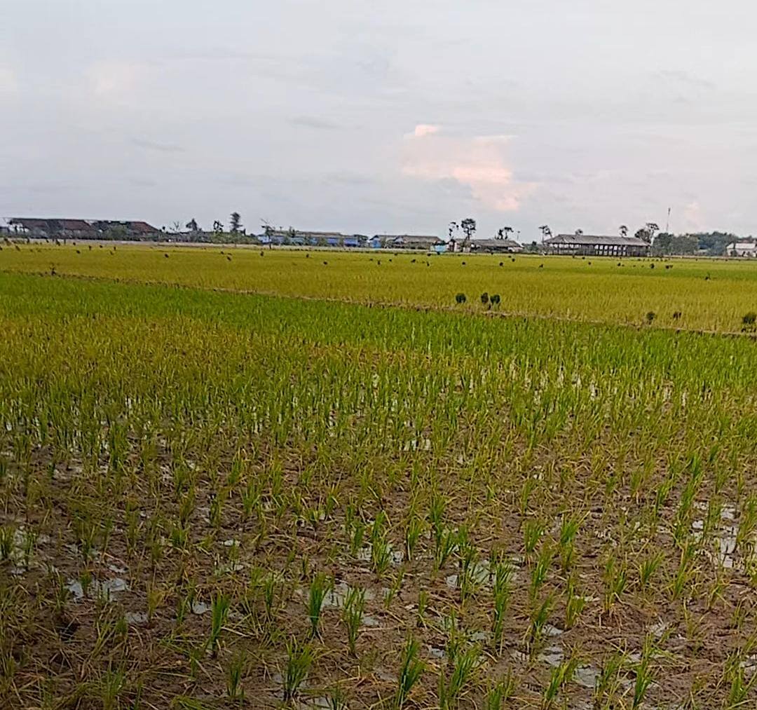 Setelah 50 Tahun Revolusi Hijau, Petani Lamongan Hadapi Tanah yang Kian “Lelah”