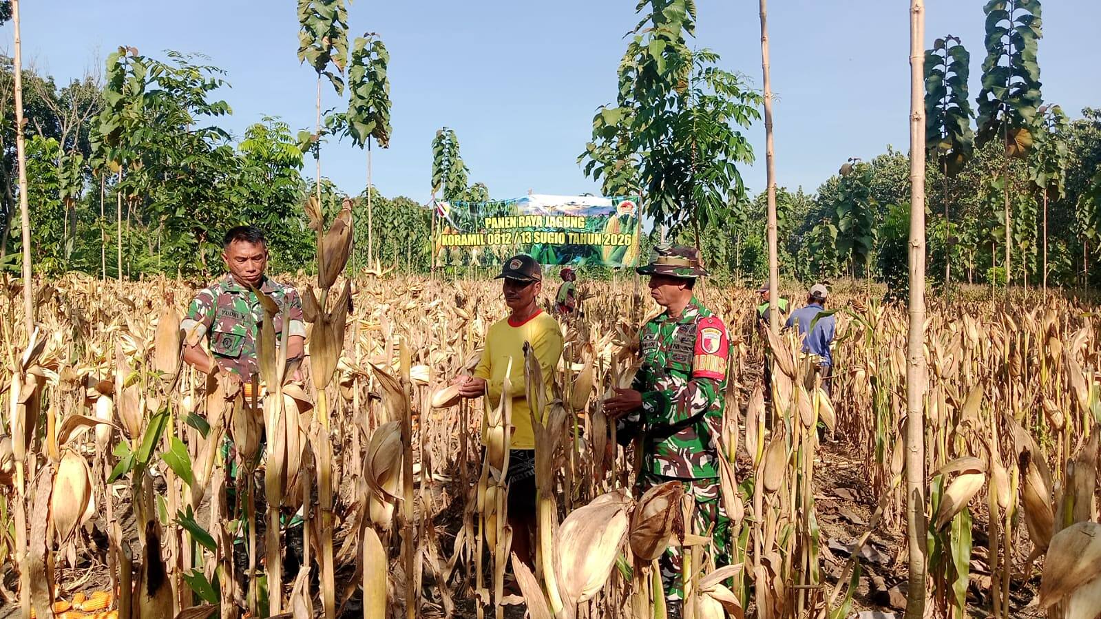 Sinergi TNI dan Petani, Panen Raya Jagung Demplot Gondanglor Sukses Digelar