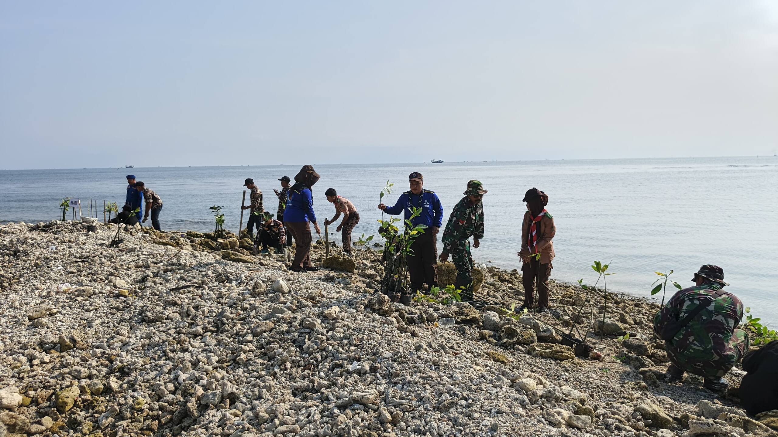 Perkuat Ketahanan Wilayah Pesisir, Kodim 0812 Lamongan Tanam 1.000 Mangrove di Pantai Pengkolan