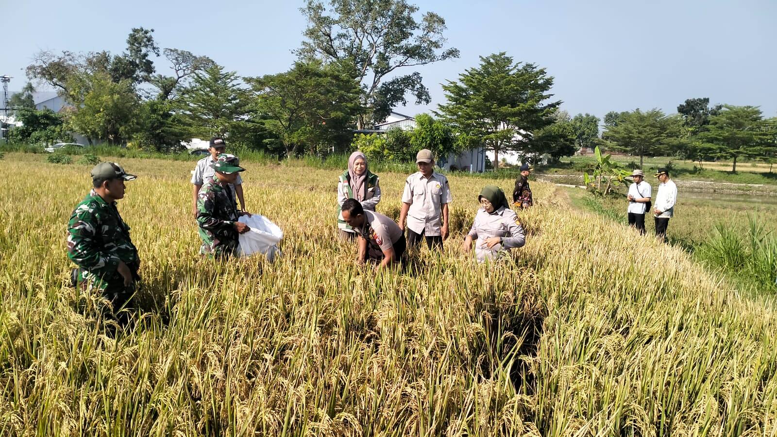 Wujud Dukungan Ketahanan Pangan, Babinsa Koramil 0812/06 Ngimbang Hadiri Panen Raya Padi