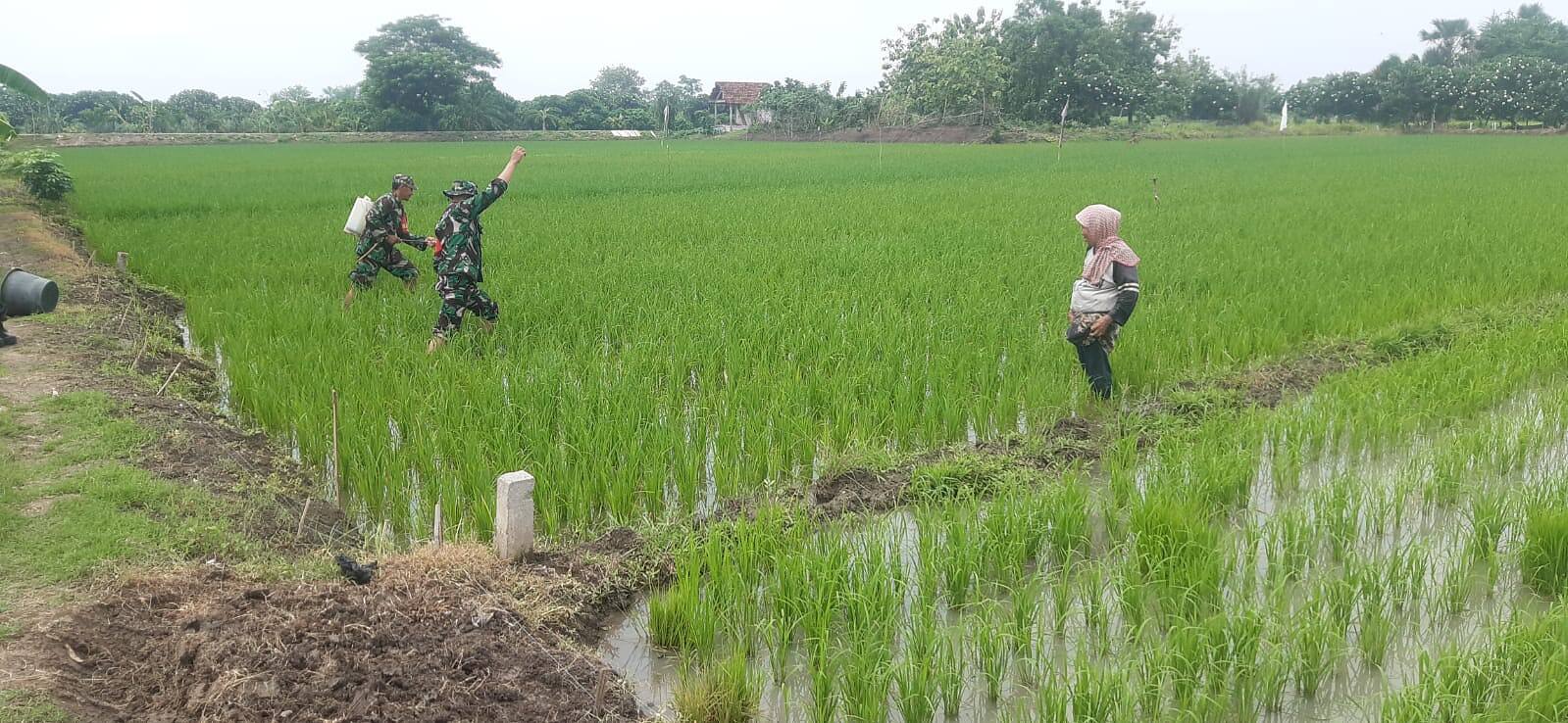 Babinsa Koramil 0812/20 Karangbinangun Aktif Dampingi Petani, Wujud Nyata Dukungan Ketahanan Pangan