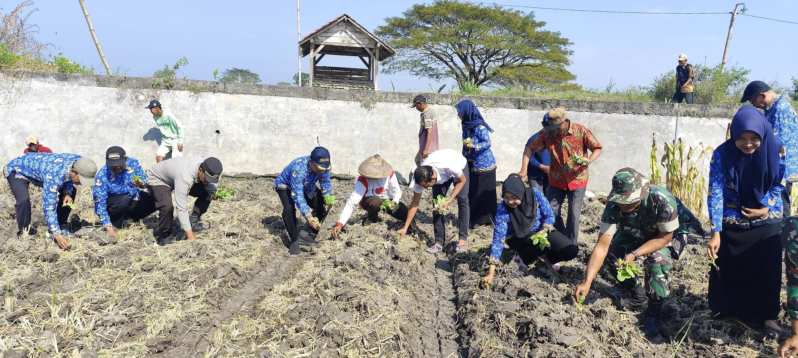 Perkuat Sinergi dengan Petani, Batuud Koramil 0812/06 Hadiri Tanam Perdana Tembakau Manilo di Mendogo
