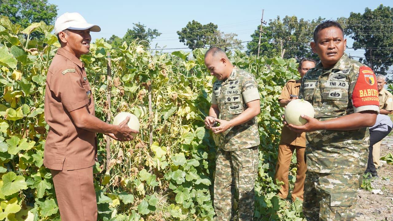 Panen Raya Melon di KDKMP Tumenggungan, Dandim 0812/Lamongan Dorong Ketahanan Pangan Daerah