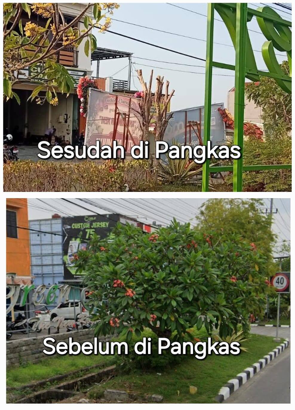 Pohon Jalan Bukan untuk Dipangkas Sembarangan, DLH Lamongan Ingatkan Warga