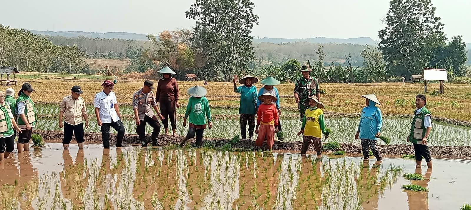 Koramil 0812/06 Ngimbang dan Muspika Tanam Padi Bersama Petani