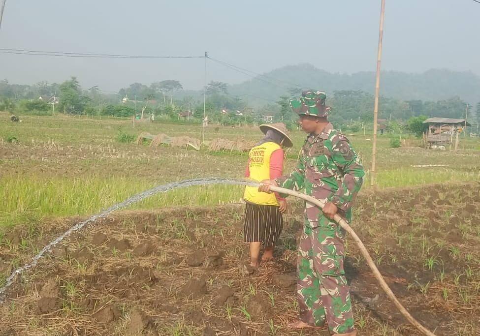 Hadapi Musim Kemarau, Babinsa Kawal Produktivitas Pertanian
