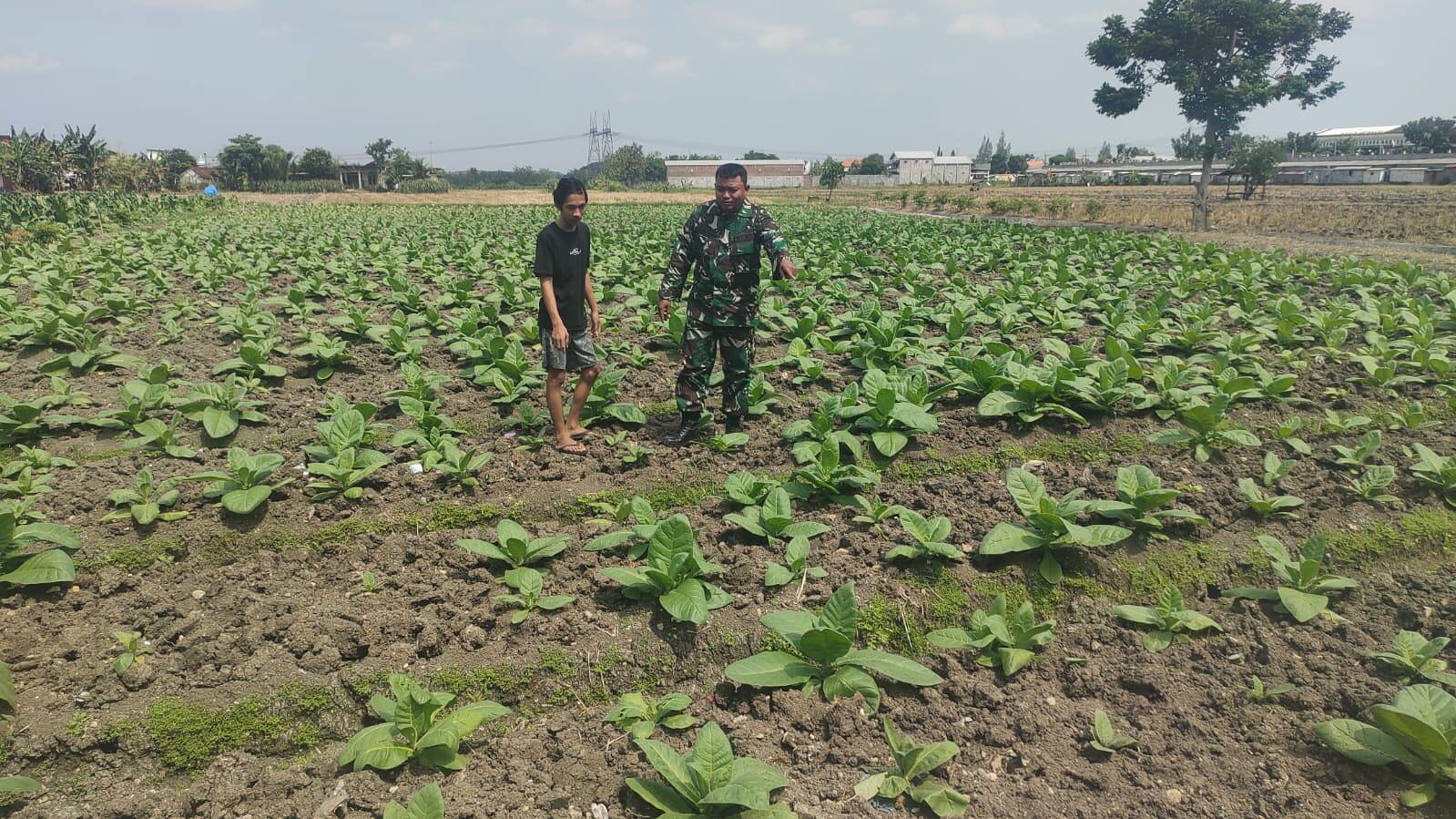 Turun ke Sawah, Babinsa 0812/06 Ngimbang Dampingi Petani Tembakau