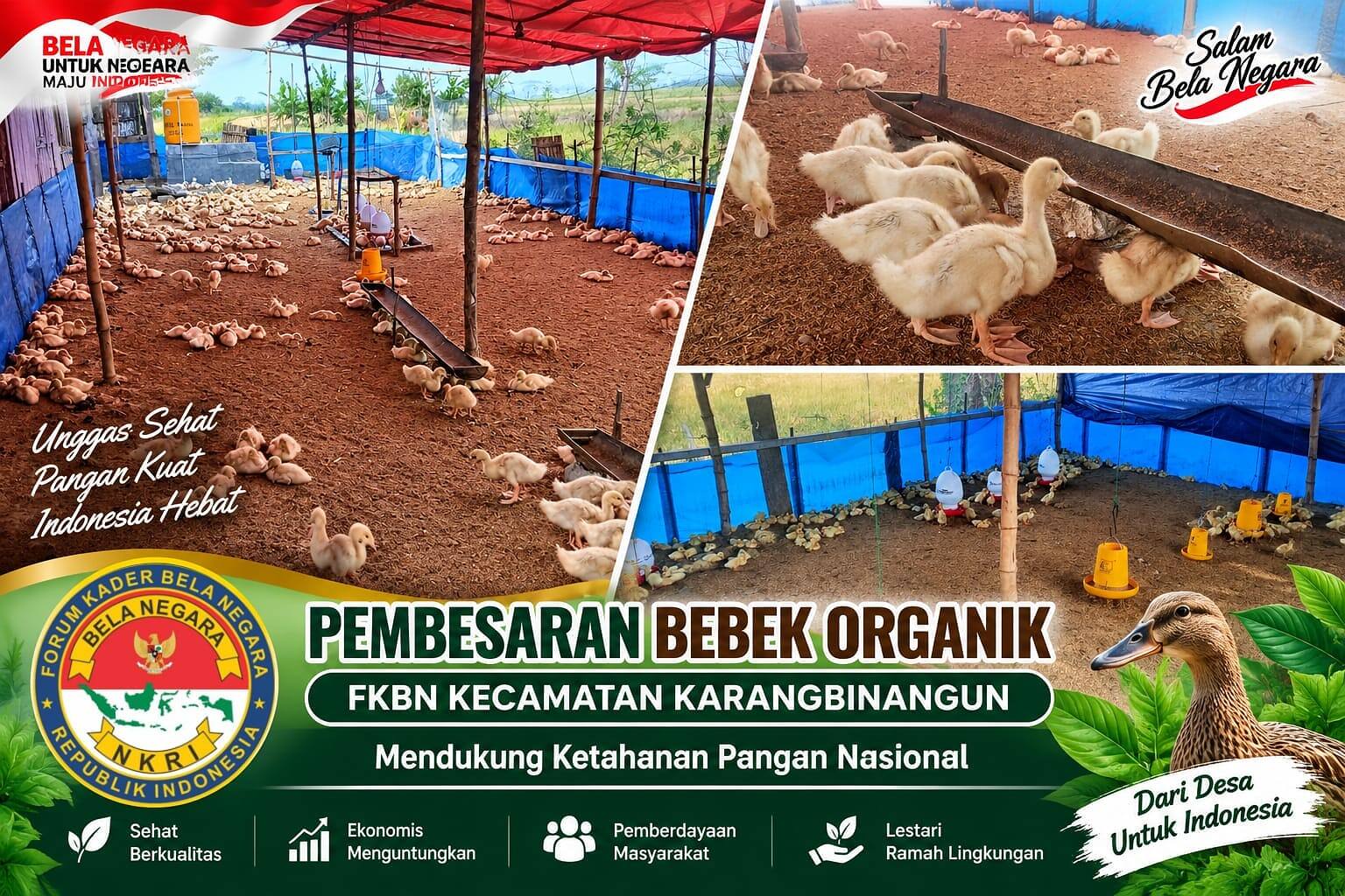 FKBN Karangbinangun Sulap Lahan Tidur Jadi Sentra Pembesaran Bebek Organik