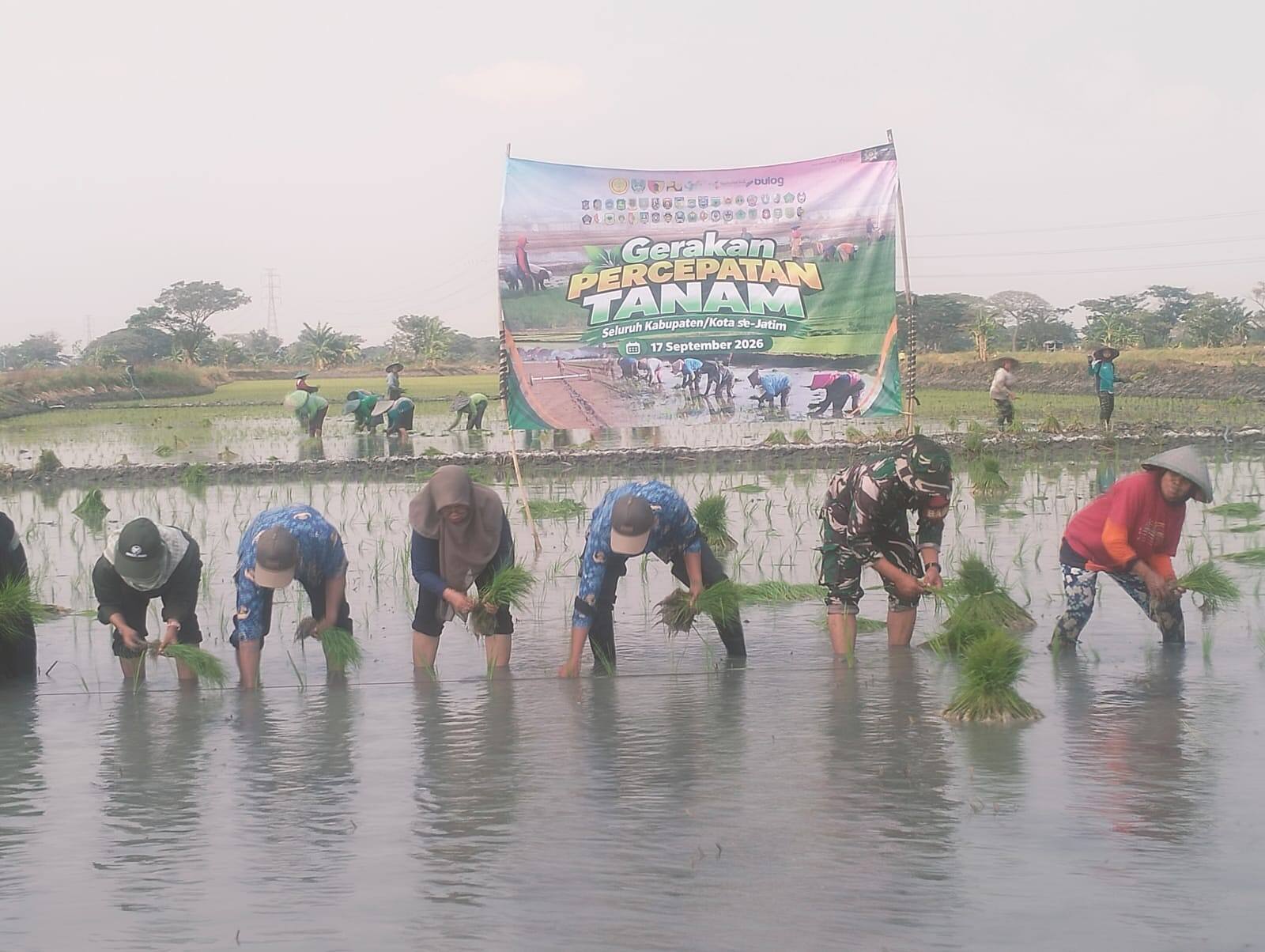 Dorong Swasembada Pangan, Babinsa 0812/20 Karangbinangun Dampingi Gertam di Sambopinggir